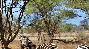 Découvrez nos Circuits Kenya -voyage-TUI