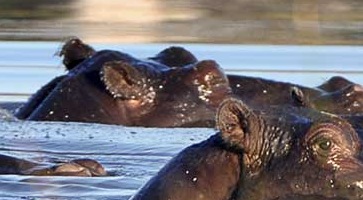 Découvrez nos Circuits Botswana -voyage-TUI