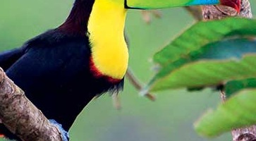 Découvrez nos Circuits Costa Rica -voyage-TUI