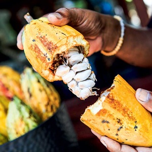 Voyage Côte d'Ivoire - TUI