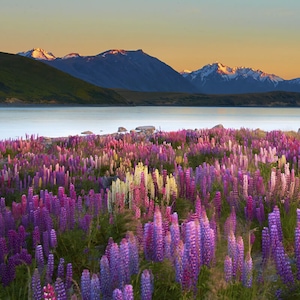 Voyage Nouvelle-Zélande - TUI