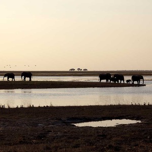 Voyage Botswana - TUI