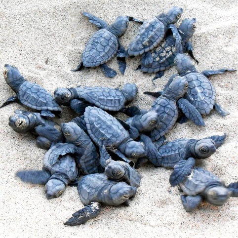 Tui Care Foundation - Nature & Environnement