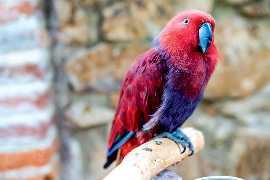 Vol Agadir - la vallee des oiseaux - TUI