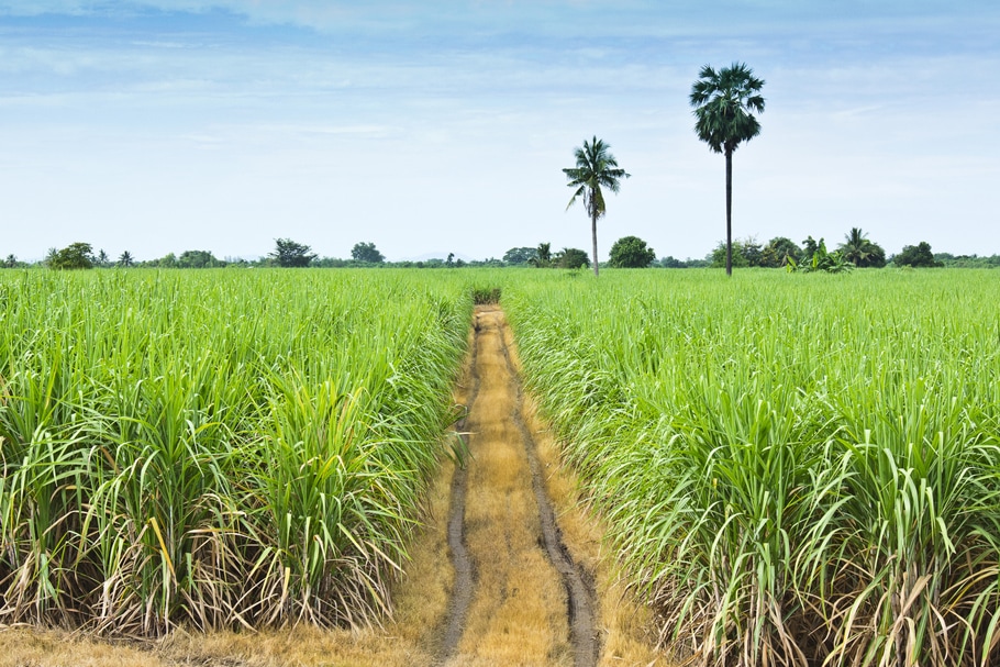 Vol Île Maurice - Canne à sucre - TUI