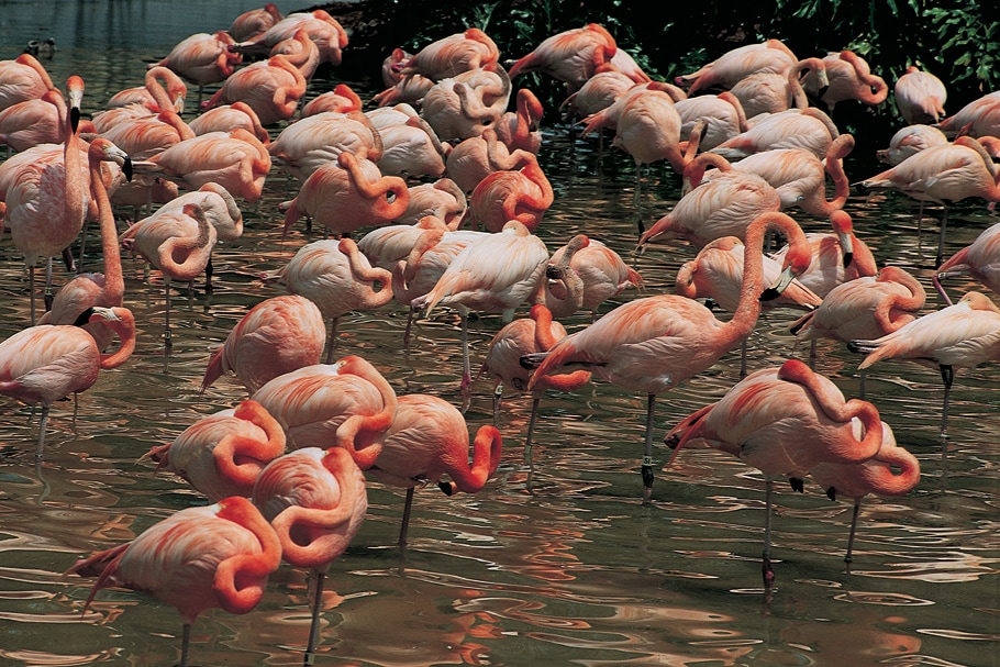 Vol Miami - Everglades - TUI