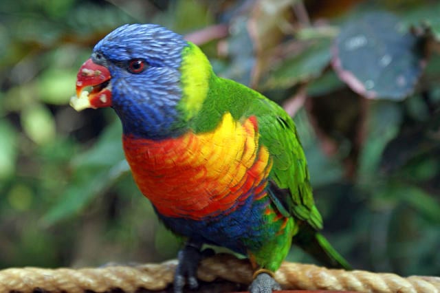 Vol Ténérife - Loro Parque - TUI